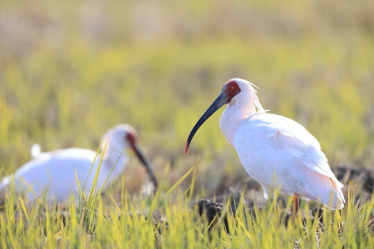 Japanese crested ibis (Nipponia nippon) at Sado island, Japan