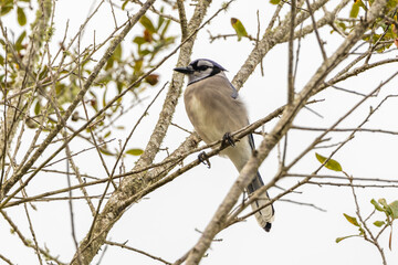 A blue jay perched on mostly bare branches in St. Augustine, Florida.