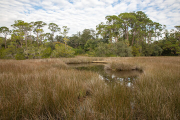 Salt marsh in Fort Mose Historic State Park in northeast Florida.