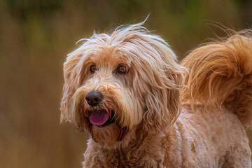 2021-11-29 A SMALL CREME COLORED MIX DOG WITH EXPRESSIVE EYES AND A BLURRY BACKGROUND 