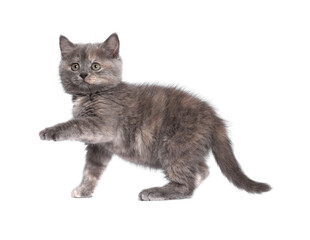 Cute fluffy kitten on light grey background. Space for text
