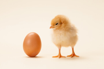 chicken and egg isolated on fawn background, which comes first? - obrazy, fototapety, plakaty