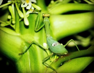 green praying mantis