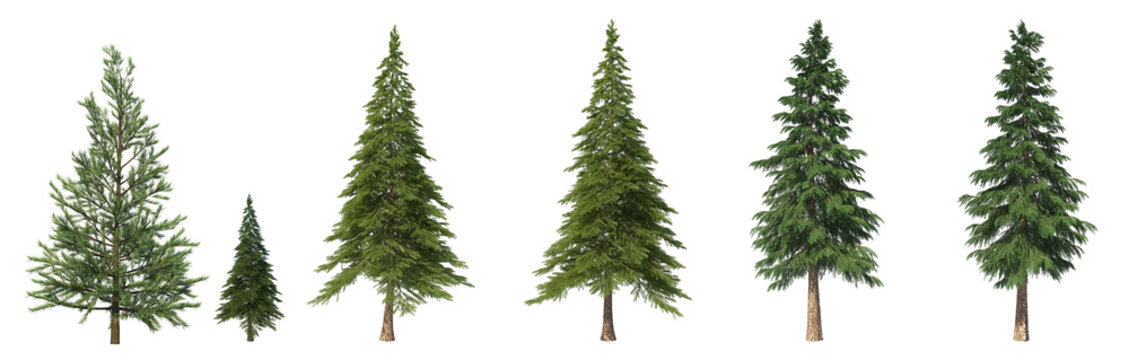 Coniferous trees on an isolated background. Spruce.