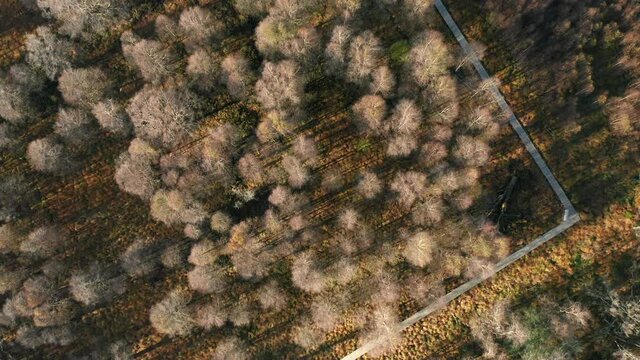 Pathway On Thicket Trees At Protected Area Of Fagne du Rouge Ponc&eacute; In Saint Hubert, Belgium. Aerial Drone