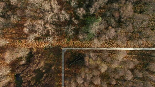 Autumnal Forest With Wooden Walkway At Fagne du Rouge Ponce In Saint Hubert, Belgium. Aerial