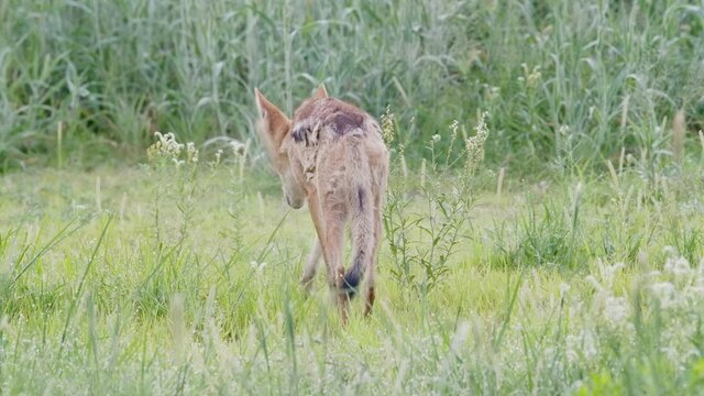 Wide shot of a scruffy black-backed jackal walking away in the green Kalahari. 