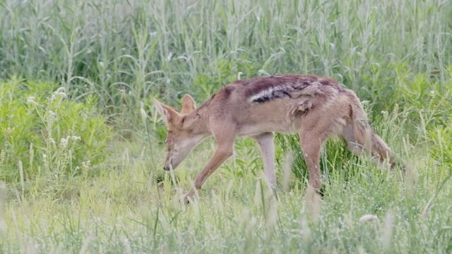 Panning shot of a scruffy black-backed jackal walking through the green grass of the Kalahari. 