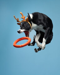 Funny active dog jumping in christmas deer antlers. Border Collie flying on blue background