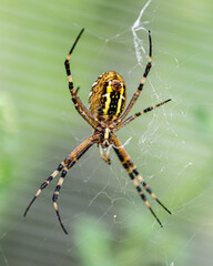 A wasp spider on a web. beautiful insect