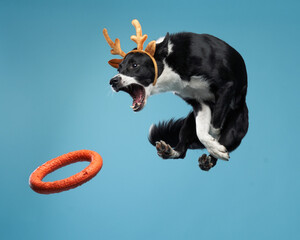 Funny active dog jumping in christmas deer antlers. Border Collie flying on blue background