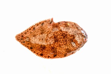 Strange fish or one-eyed fish on a white background.