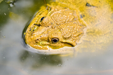A large golden yellow field frog lives in a natural pond.