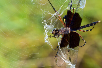 Spider Web Dragonfly Blurred Green Nature Background