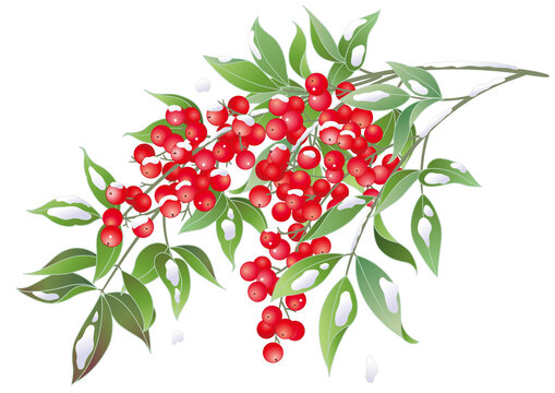 南天 の画像 6 0 件の Stock 写真 ベクターおよびビデオ Adobe Stock