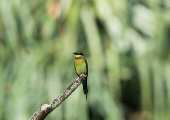 Bee-eater sitting on a branch