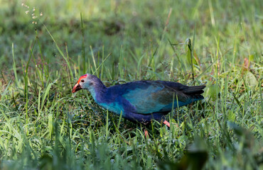 A beautiful bird looking for food