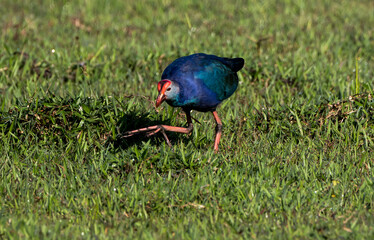 A beautiful bird looking for food