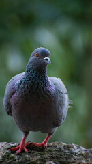 
Close up of a common pigeon(Columba livia)
