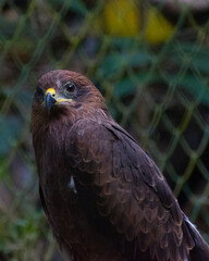 A close up piture of a black Indian kite (Milvus migrans)
