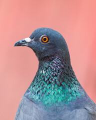 
Close up of a common pigeon(Columba livia)
