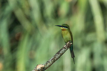 kingfisher on branch