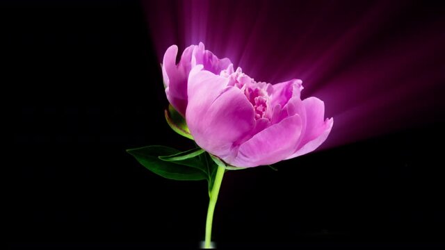 Timelapse of spectacular beautiful pink peony flower blooming on black background. Blooming peony flower open, time lapse, close-up. Easter, birthday, spring, Valentine's day, holidays concept. 4k