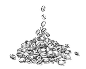 Hand drawn sketch black and white of coffee beans, grain, pile. Vector illustration. Elements in graphic style label, card, sticker, menu, package. Engraved style illustration.