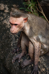 Close up of an angry looking monkey