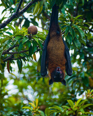 A picture of an Indian bat ( Myotis sodalis)hanging upside down in a Pouteria sapota tree