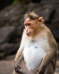 Close up picture of a monkey(Macaca Fascicularis)