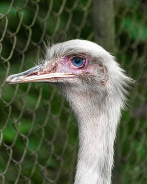 close up of a Rhea bird 