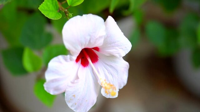 red and white greek flower in slow motion. Hibiscus plant type Pink Tissue. beautiful red and white flowers video.