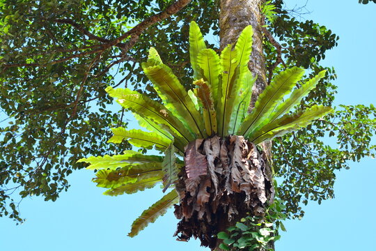 Asplenium nidus L., Bird's nest fern or epiphytic fern, lithophyte belongs to the Polypodiaceae family.