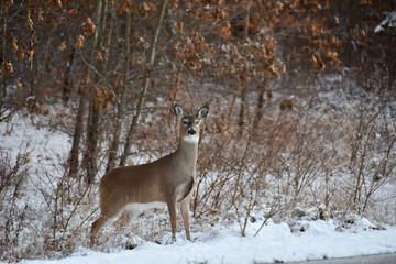deer in winter forest