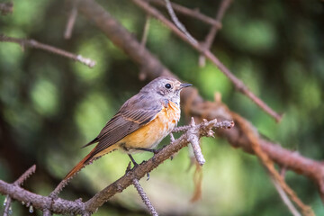 The common redstart female, Phoenicurus phoenicurus, is photographed in close-up sitting on a branch against a blurred background.