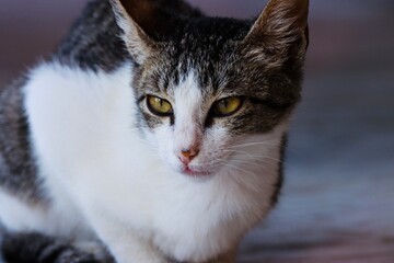 portrait of a cat. Closeup of cute kitten. Cat background.