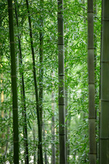 Fototapeta na wymiar 대나무 풍경