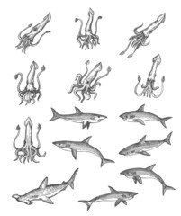 Squids, sharks and hammerhead shark animal vector sketches, ancient map design elements. Vintage hand drawn deep sea monsters with engraved tentacles, tails and fins, isolated underwater predators - obrazy, fototapety, plakaty