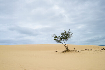 The Big Drift, Wilsons Promomtory, Victoria, Australia, Sand Dunes