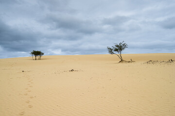 The Big Drift, Wilsons Promomtory, Victoria, Australia, Sand Dunes