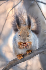 Obraz premium The squirrel with nut sits on tree in the winter or late autumn