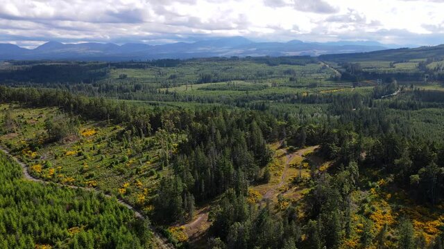 Big patches of logged forest within untouched old-growth near Nanaimo, BC. Aerial footage of flight over a ridge on Vancouver Island during summer of 2021. Majestic mountains visible in the distance.