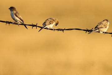 pair of birds. Indian silverbills on wire. white-throated munia. Euodice malabarica.