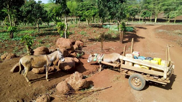 Mules standing in a rural farm in Kenya. One mule is in front of a cart with equipment