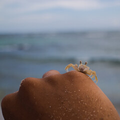 small crab 