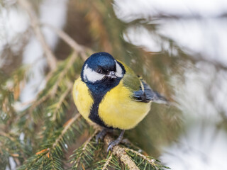 Obraz na płótnie Canvas Cute bird Great tit, songbird sitting on the fir branch