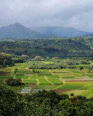 Fototapeta na wymiar landscape with green fields and hills in Kauai