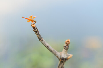 Dragonfly on a branch