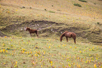 Beautiful brown horses grazing on the green meadow in highlands on sunny Summer day.